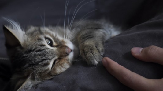 Hoy es el Día Internacional del Gato pero ¿sabías que se festeja tres veces al año?
