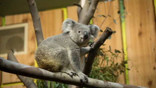 Un koala viaja a Escocia en un avión como un pasajero más