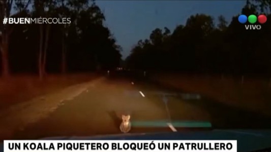 Un koala impidió el paso de un patrullero