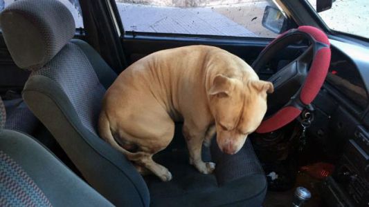 Detuvieron en Mataderos al "dealer del pitbull"