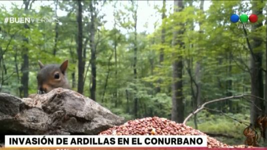 Invasión de ardillas en el conurbano bonaerense: "Pueden transmitir enfermedades"