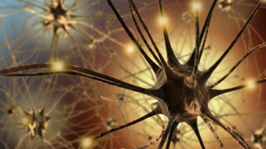 ¿Las neuronas están sólo en el cerebro?