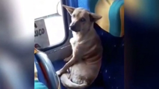 VIDEO: El tierno gesto de un chofer de colectivo con un perro de la calle