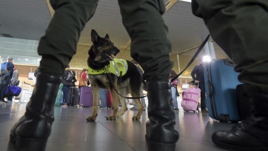 Enemiga número uno de los narcos: le pusieron precio a su hocico y la Policía debió ocultarla