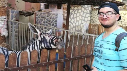 Cerraron el zoológico que pintó a una burra como cebra