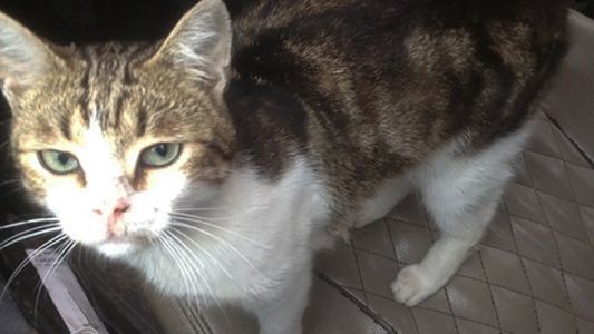 Un gato narco fue detenido por entrar drogas en una cárcel en Rusia