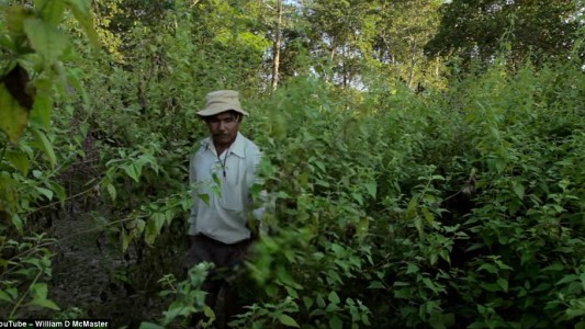 El hombre que tardó 40 años en crear un enorme bosque en un terreno baldío de India