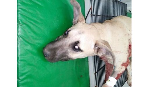 Pánico en un camping por un hombre que destripó a una perrita delante de sus dueños