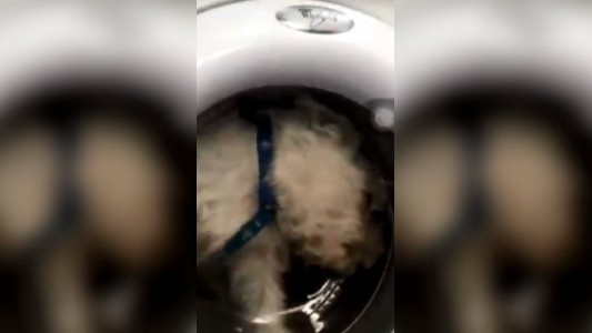 Metió a su perro en el lavarropas y subió el video a Instagram