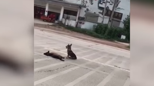 Viral triste: un perro vigila el cuerpo de su amigo que murió tras ser atropellado