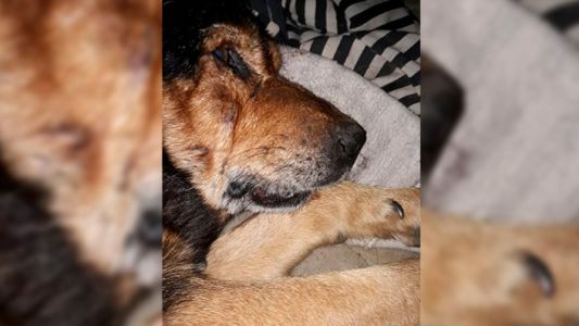 Brutal ataque a Rocko, el perro que se hizo conocido cuando su dueño le festejó los 15 años