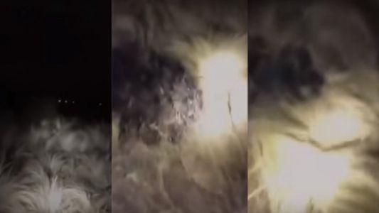 Manchas, pasto quemado y una extraña criatura: misterio en Villa María