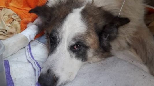 Murió de un infarto al enterarse del brutal ataque a palazos a su perro