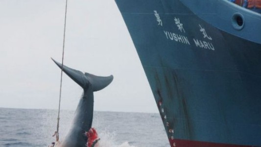 Temporada de pesca: Japón capturó 177 ballenas con "fines científicos"