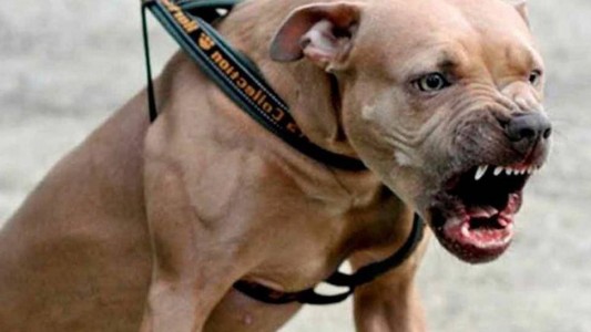 Un perro rompió su bozal para defender a una nena que había sido atacada por un hombre