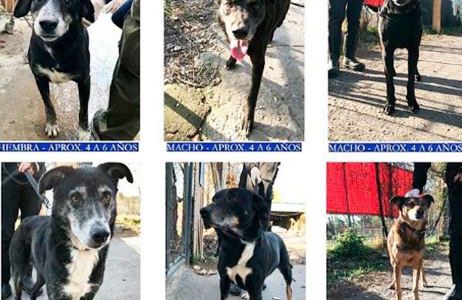 Piden que adopten seis perros cuyo dueño sufrió un ACV