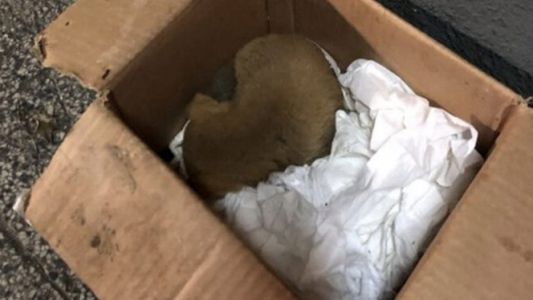 Video pura emoción: así salvaron a un cachorro que había sido tirado a la basura