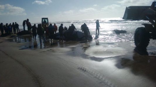 Trabajo contrarreloj: intentan salvar a una orca que encalló cerca de Mar de Ajó