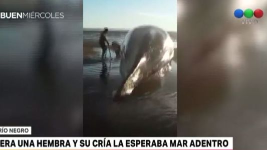 Rescataron a una ballena varada en Río Negro