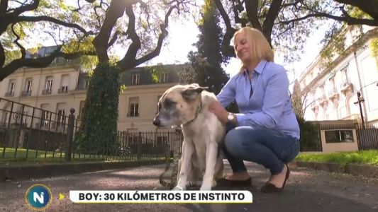 "Boy", el perro que caminó desde Palermo a Temperley para volver a su antigua casa
