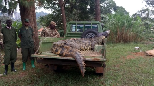 Un cocodrilo gigante devoró a una mujer y a su bebé en un lago de Uganda