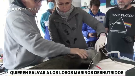 Quieren salvar a los lobos marinos desnutridos