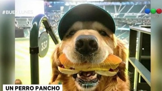 El perro más pancho del mundo