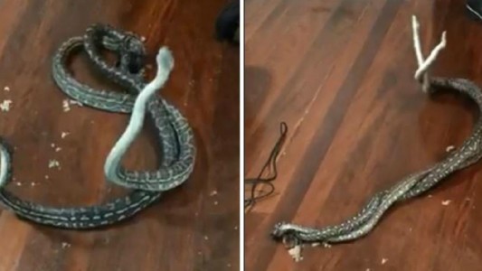 Video: dos pitones en plena pelea causaron terror al caer del techo de una habitación