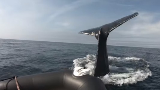 Video: el momento en que una ballena jorobada "juega" con un gomón en el medio del mar