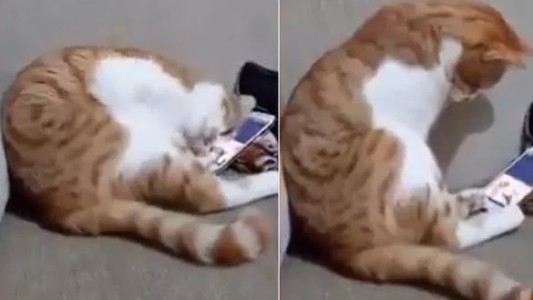 Video pura emoción: la reacción del gato que ve un video de su dueño muerto