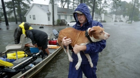 Huracán Florence: el conmovedor trabajo de los rescatistas de animales
