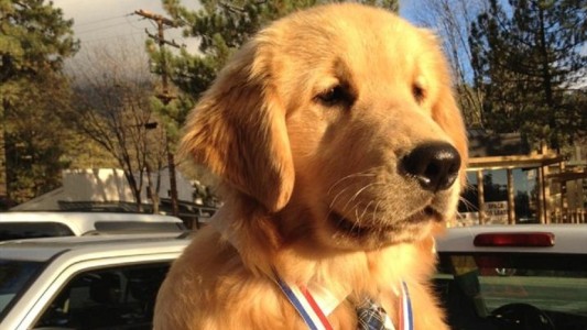 El curioso caso del pueblo de Estados Unidos que eligió a un perro como alcalde