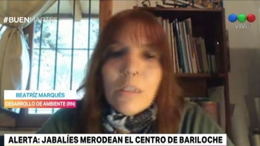 Alerta: jabalíes merodean el centro de Bariloche