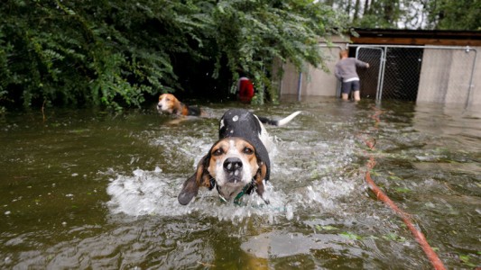 Heroico rescate: salvó a seis perros que estaban en una jaula inundada por el huracán Florence