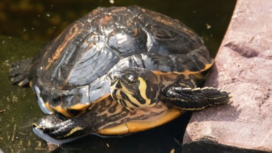Investigan si la mujer a la que le hallaron una tortuga en la vagina fue víctima de un ataque sexual
