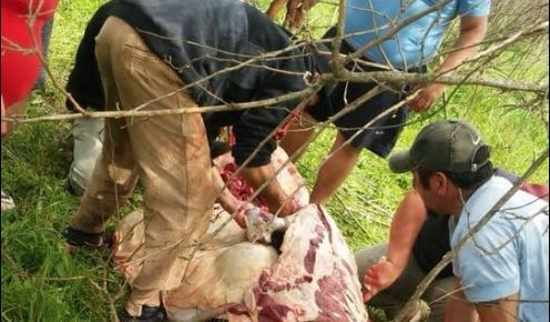 Volcó un camión: vecinos carnearon a los animales