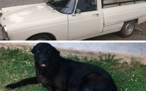 Recompensa con una camioneta a quien le devuelva a su perra