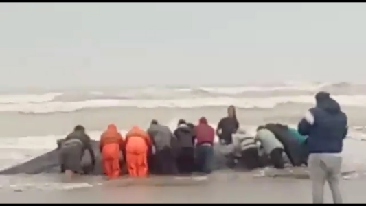 VIDEO: Rescataron a una ballena encallada en Mar del Tuyú