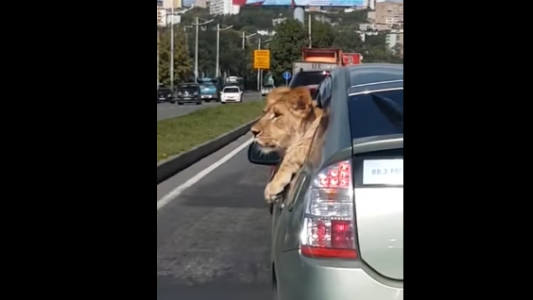 Tranqui: un león viaja asomado a la ventanilla del auto en pleno centro de una ciudad de Rusia