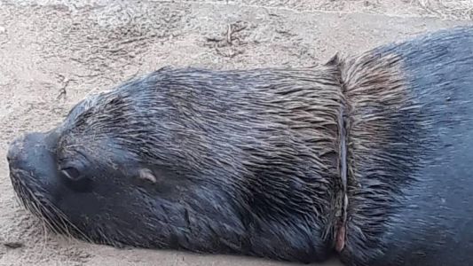 Horror en Mar del Plata: aparecieron lobos marinos con alambres alrededor del cuello