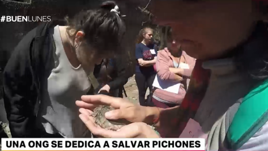 Rescataron pichones del puente Juan B Justo antes de que lo tiren abajo