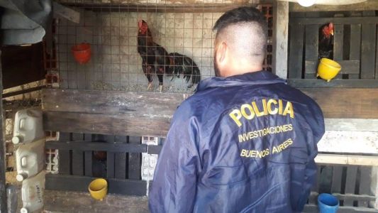 Ocho personas demoradas por organizar riñas de gallos