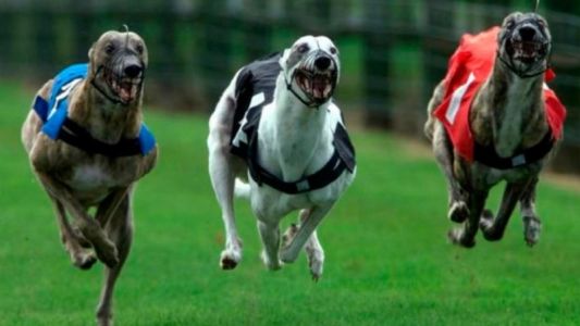Detenidos por realizar carreras de perros en Río Segundo