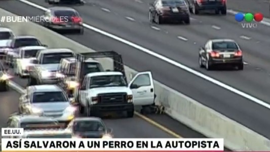 VIDEO: Así salvaron a un perro en una autopista