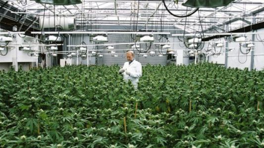 Jujuy firmó un convenio con el INTA para producir cannabis medicinal