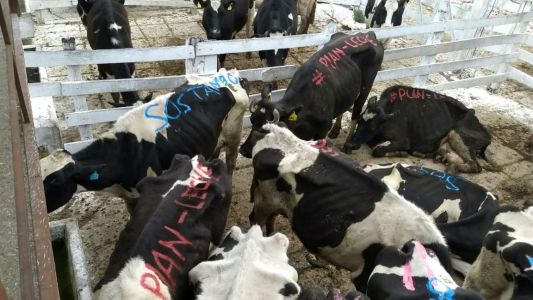 Tamberos venden sus vacas lecheras en el Mercado de Liniers