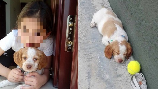 "Sos un cobarde": carta abierta al "envenenador" del cachorro de su nieta