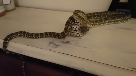 Video: se despertó a la madrugada con una enorme pitón en su cuarto