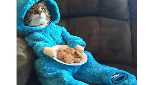 Embajada de EE.UU. se disculpó por la invitación a la fiesta del "gato en pijama"