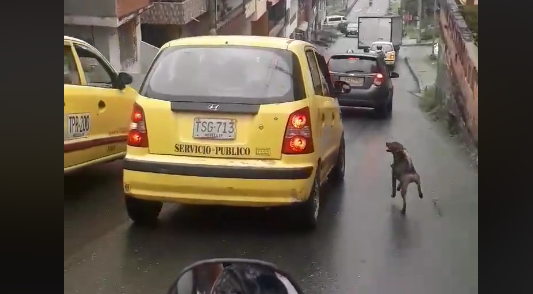 Viral triste: un perro abandonado persiguió el auto de sus dueños por más de 2 kilómetros